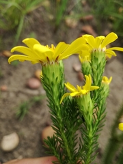 Senecio pinifolius