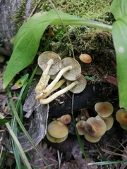 Hypholoma fasciculare