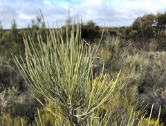 Grevillea pterosperma