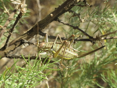 Steropleurus andalusius