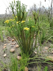 Senecio pinifolius