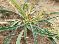 Euphorbia silenifolia
