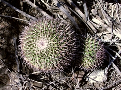 Mammillaria carnea