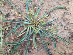 Euphorbia silenifolia