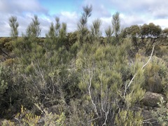 Grevillea pterosperma