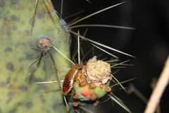 Latiblattella tarasca