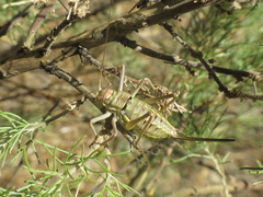 Steropleurus andalusius