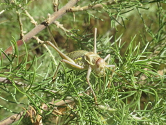 Steropleurus andalusius