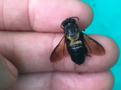 Apis dorsata breviligula