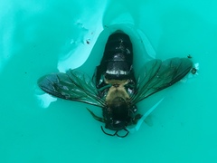 Apis dorsata breviligula