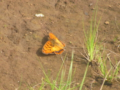 Catacroptera cloanthe cloanthe