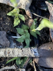 Pterostylis crispula