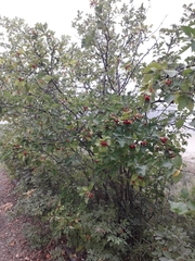 Crataegus dahurica