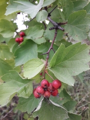 Crataegus dahurica