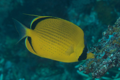 Chaetodon semeion