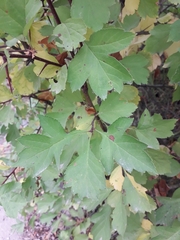 Crataegus dahurica