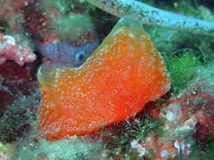 Aplidium elegans