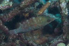 Cheilinus oxycephalus