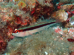 Gobius vittatus