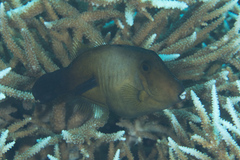 Amanses scopas