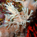 Haliclona mucosa - Photo (c) Sylvain Le Bris, some rights reserved (CC BY-NC), uploaded by Sylvain Le Bris