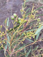 Eucalyptus amygdalina