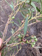 Eucalyptus amygdalina