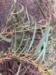 Eucalyptus amygdalina