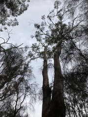 Eucalyptus amygdalina