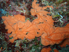 Spirastrella cunctatrix