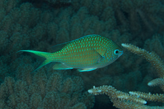 Chromis atripectoralis