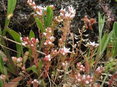 Sedum anglicum