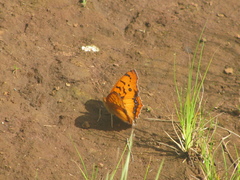 Catacroptera cloanthe cloanthe