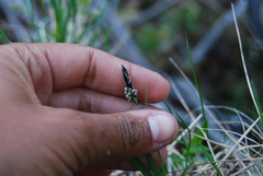 Carex microchaeta