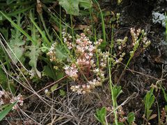 Sedum anglicum