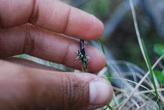 Carex microchaeta