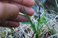 Carex microchaeta