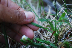 Carex microchaeta