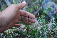 Carex microchaeta