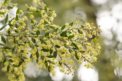 Acacia howittii