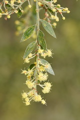 Acacia howittii