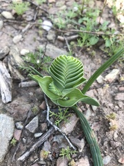 Lapeirousia pyramidalis
