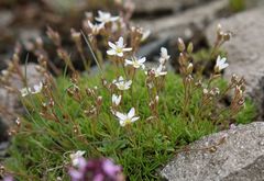 Minuartia recurva