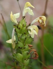 Pedicularis elongata