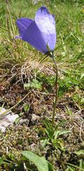 Campanula herminii