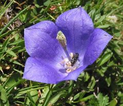 Campanula herminii