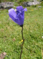 Campanula herminii