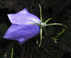 Campanula herminii