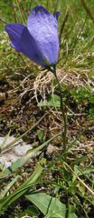 Campanula herminii