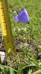 Campanula herminii